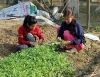 Hiệu quả từ lớp đào tạo nghề trồng rau an toàn