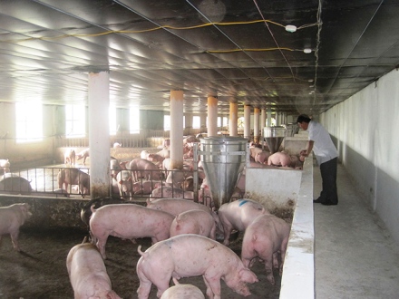Một góc trang trại chăn nuôi theo hình thức liên kết với doanh nghiệp của anh Thái Quốc Khánh