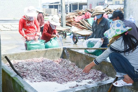 Chế biến cá tại một cơ sở hấp cá ở thị trấn Cửa Việt