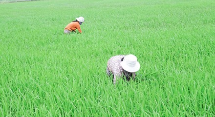 Cây lúa trên cánh đồng mẫu lớn ở Triệu Phong đang sinh trưởng và phát triển tốt