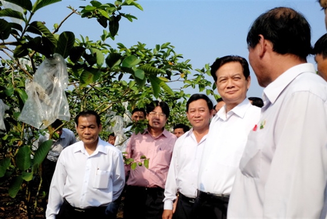 Thủ tướng Chính phủ Nguyễn Tấn Dũng thăm một vườn ổi SX theo mô hình VietGAP tại TX.Long Khánh, Đồng Nai (Ảnh: HT - K. Giới)