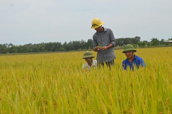 Mô hình cánh đồng mẫu lớn ở HTX nông nghiệp Đức Xá, xã Vĩnh Thủy, huyện Vĩnh Linh. Ảnh: L.T